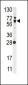 NFE2L2 Antibody (N-term)