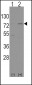 NFE2L2 Antibody (N-term)