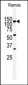 HIPK2 Antibody (Center)