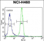 NGFB Antibody (Center)