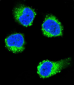 NGFB Antibody (Center)