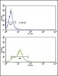 ACVRL1 Antibody (C-term)