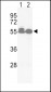 ACVRL1 Antibody (C-term)