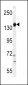 PI3KCG Antibody (C-term)