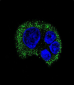 TYRO3 Antibody