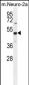 PRMT1 Antibody (C-term K342)