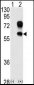 Kremen Antibody (N-term)