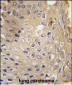 ATG9A Antibody