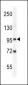 GPLD1 Antibody (C-term)