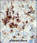 Vimentin Antibody (Center)