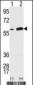 Vimentin Antibody (Center)