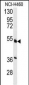 HNF4A Antibody (S142)