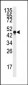 NSE Antibody (Y236)