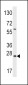 GADD45A Antibody (N-term)