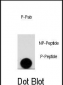Phospho-LEO1(S10) Antibody