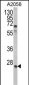 GRB2 Antibody (Center)