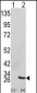 GRB2 Antibody (Center)