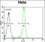 AKT2 Antibody (C-term)