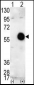 AKT2 Antibody (C-term)