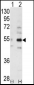 ALS2CR2 Antibody (C-term L289)