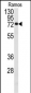 CDC25B Antibody (S353)