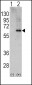 AMPK alpha2 (PRKAA2) Antibody (C-term)