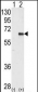 AMPK2 Antibody (Center)