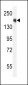 SRC1 Antibody (C-term)