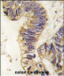 SRC1 Antibody (C-term)