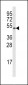 Cyclin B1 Antibody (S126)