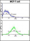 ERBB2 Antibody