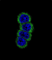 AP7629e-ERBB2-Antibody
