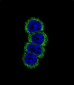 ERBB2 Antibody