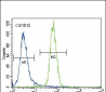 RUNX2 Antibody (S533)