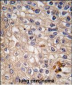 CAV1 Antibody (N-term)