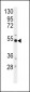 BACE Antibody (S498)