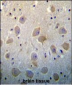 PTN Antibody (N-term)