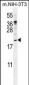 PTN Antibody (N-term)