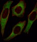 IRS2 Antibody (C-term)