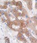 CYP3A5 Antibody (C-term)
