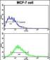 DSG2 Antibody (N-term T160)