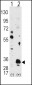 PIM1 Antibody