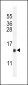 LHB Antibody (C-term)