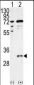 CTDSP1-V250 Antibody (C-term)