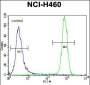 KIT Antibody (N-term D121)