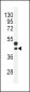 CTGF Antibody (Center)