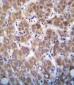 APOC2 Antibody (Center)