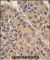 APOC3 Antibody (C-term)