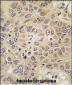 MARS Antibody (C-term)