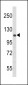 PERK Antibody (N-term Q163)